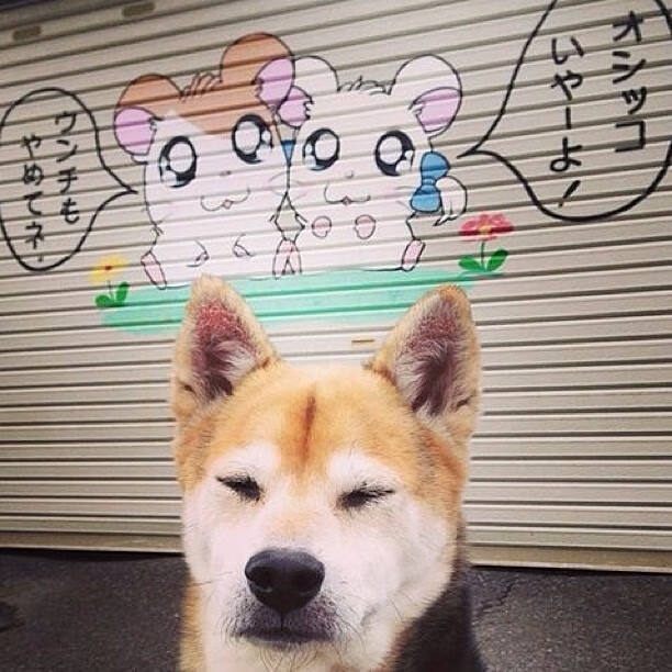 山西队一波带走凯尔特人，武切维奇刷新纪录掀翻北美豪门