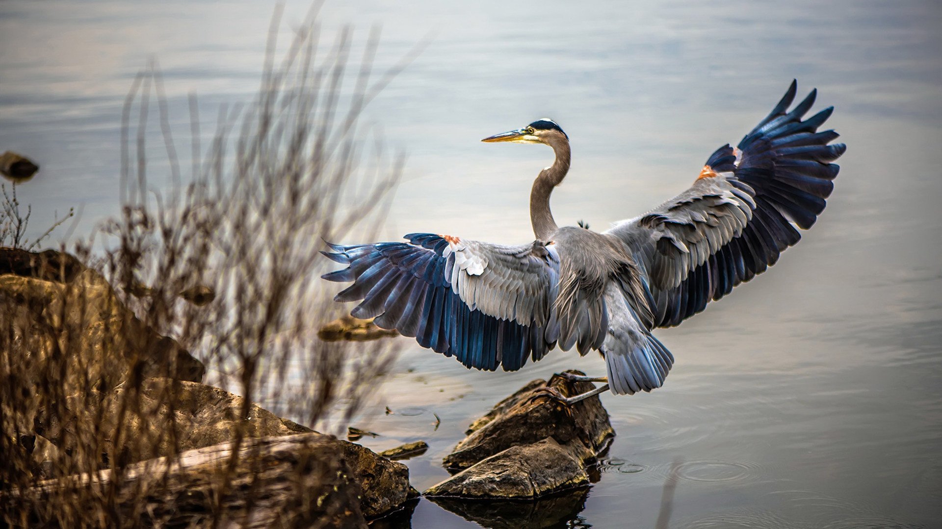 国王鏖战猛龙,拉文于无声处听惊雷