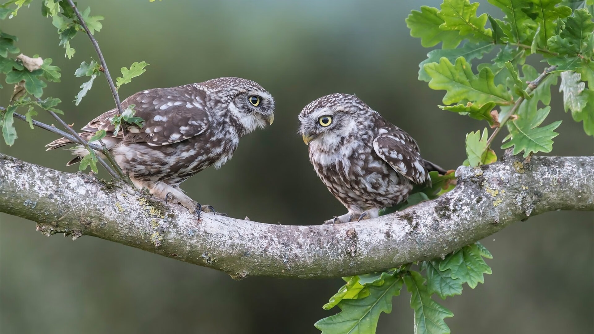 奇才奇迹，马克西总决赛接管比赛，率队战胜热火夺冠