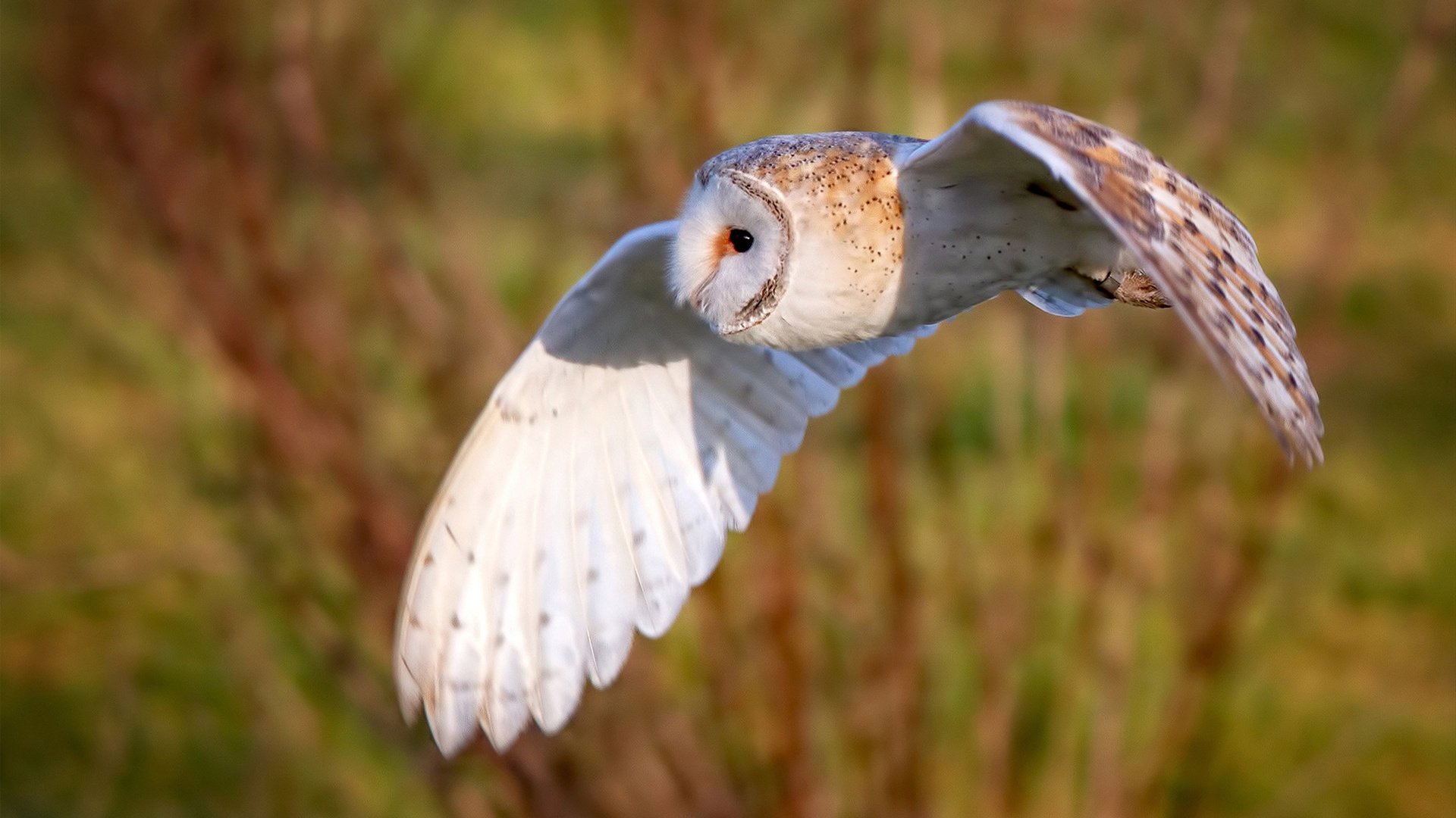 剑破苍穹！弗拉霍维奇东决关键战一球定江山