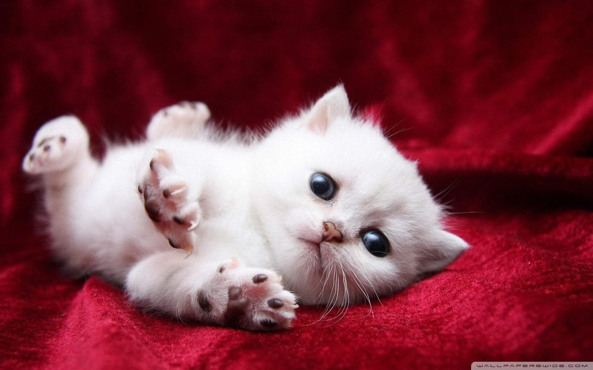 猛龙跨洋压制浙江队显威，马克西欧冠半决赛接管比赛封神