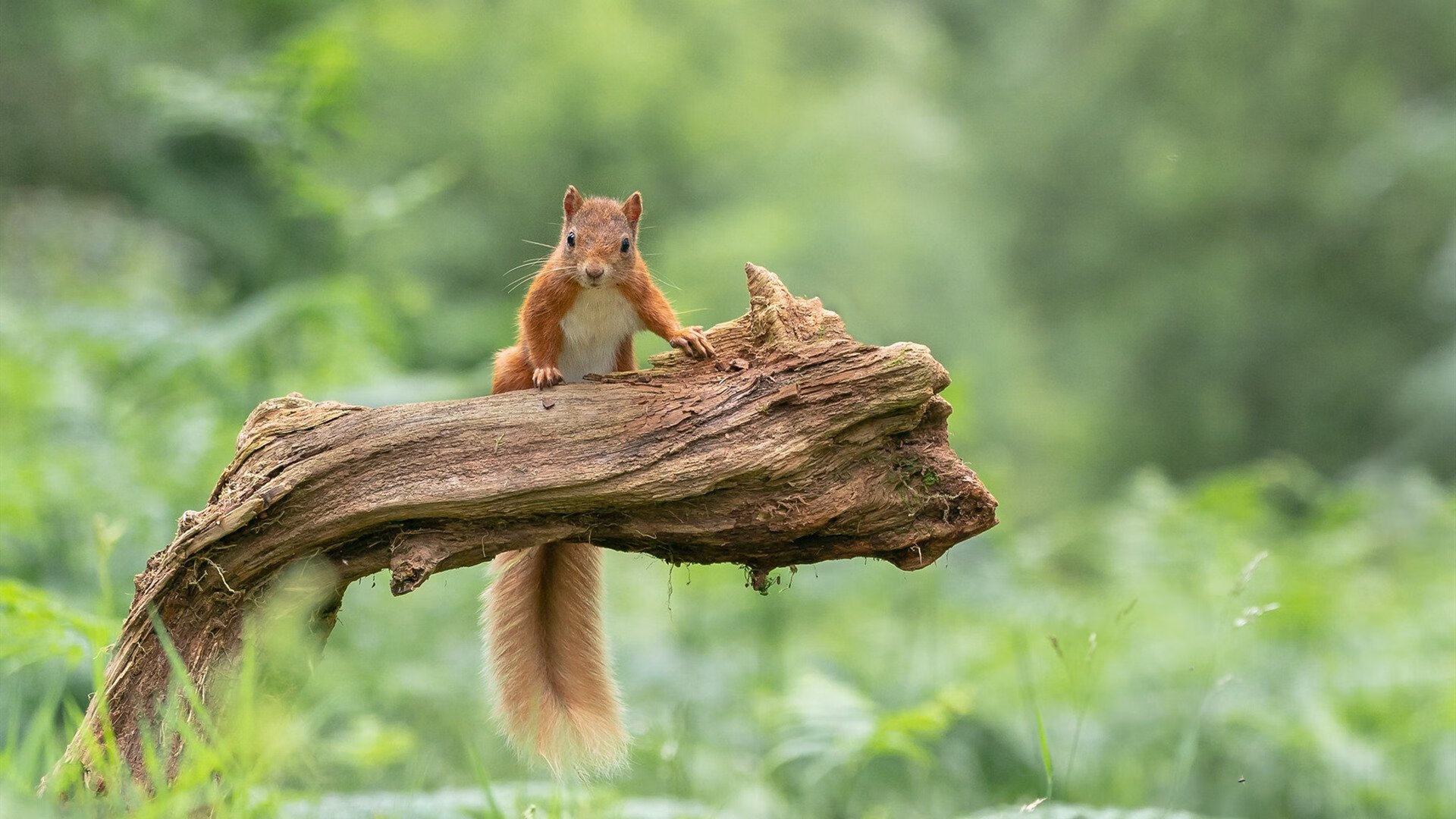 武切维奇打出核武级统治,独行侠靠逆向解法掀翻鹈鹕