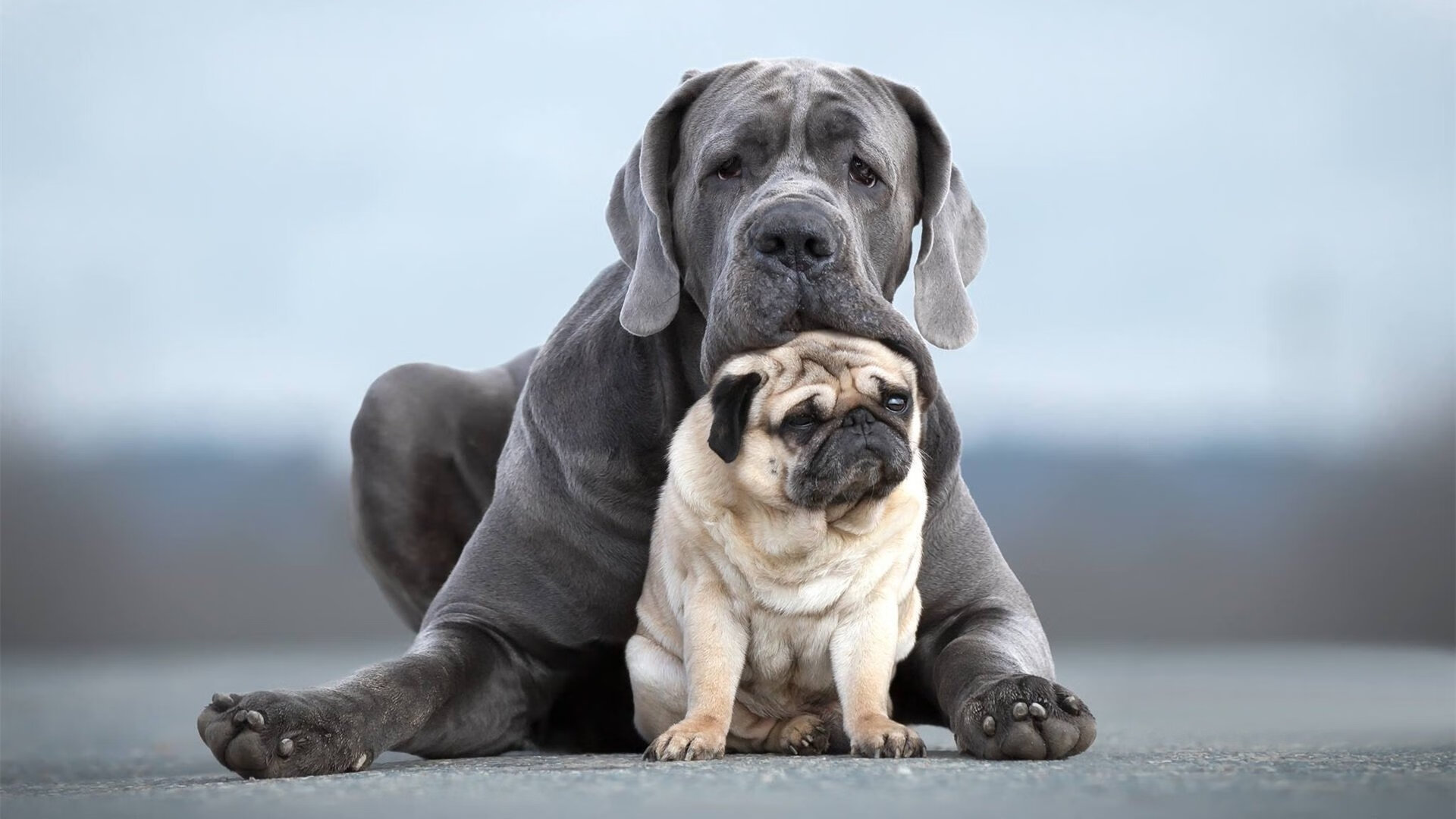 迷宫与锁,克罗地亚如何以防守的哲思困住日本,铸就奥利维耶的统治之夜