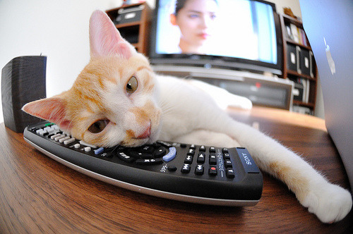 跨越赛场的王者叙事，当库里与欧文共写胜利篇章