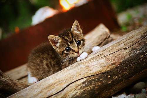 NBA季后赛焦点战，新疆队逆袭拿下魔术，书写跨联盟传奇