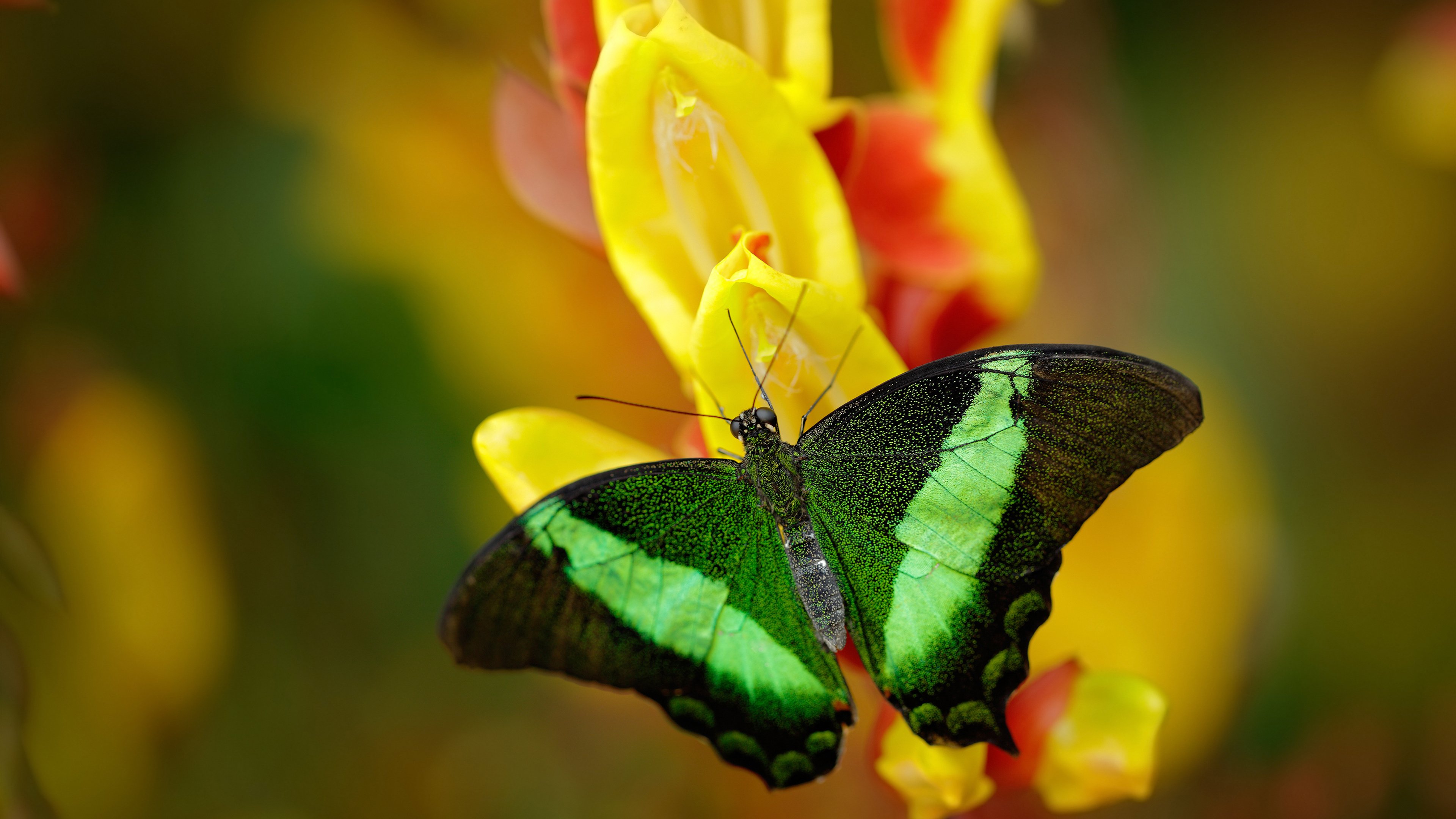 广厦绝杀夜，当范乔丹在东方赛场加冕关键先生