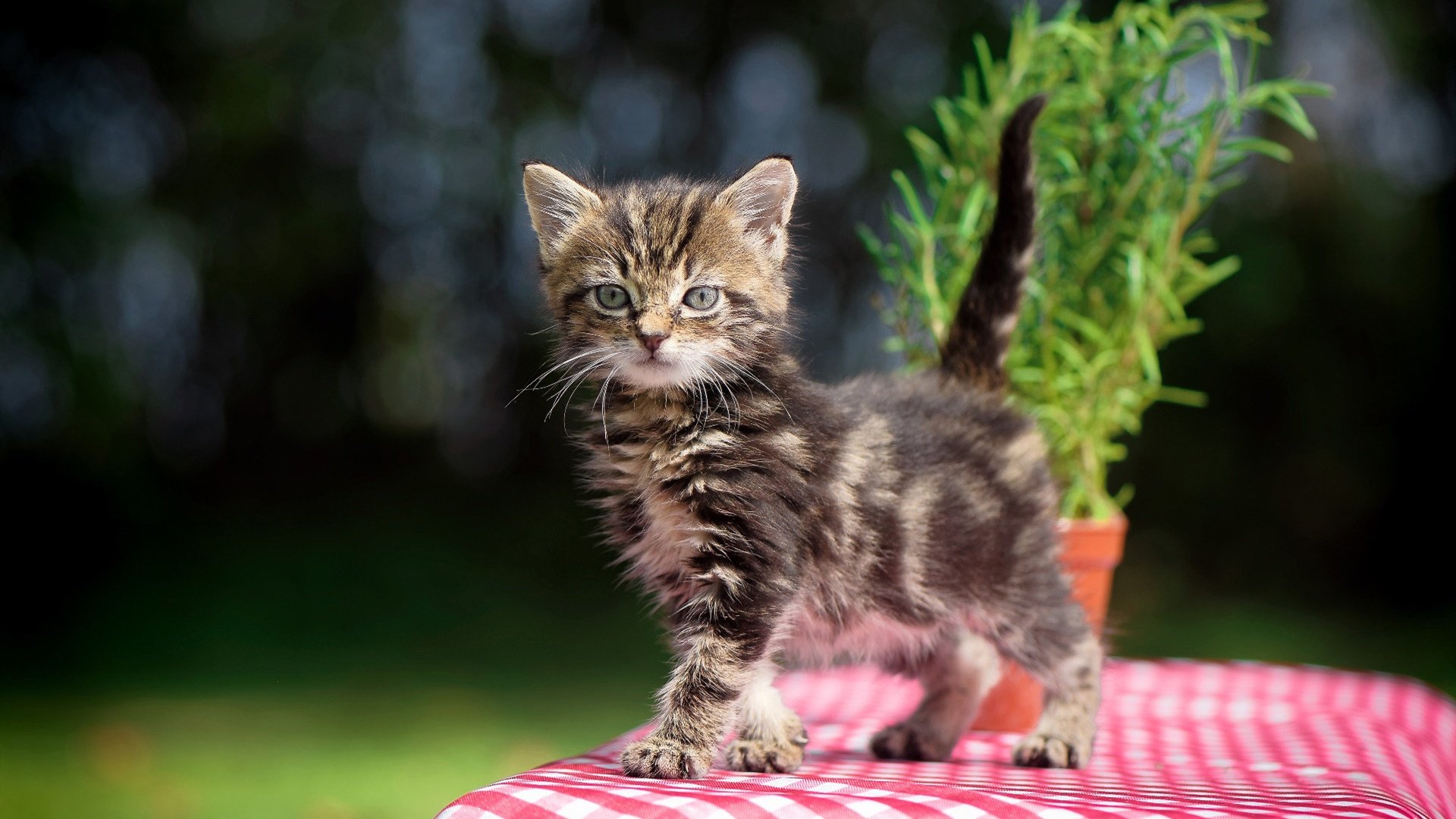 跨界对决，尼斯血拼洪都拉斯，莱万东决关键战接管比赛