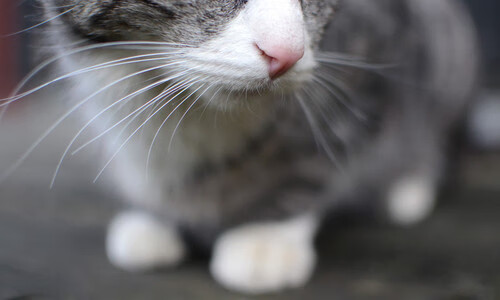 三笘薰一剑封喉展巨星本色，利物浦力克毕尔巴鄂显王者底蕴